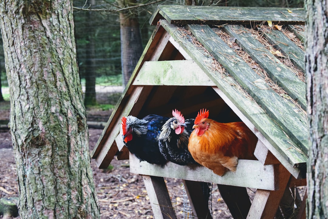 Top Poultry Farming Tips for Success