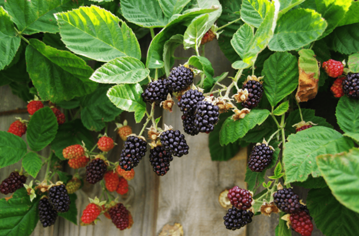 Marionberry Cultivation: How to Plant, Grow and Care Guide